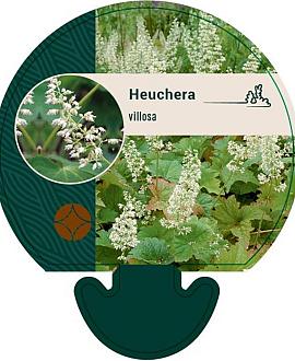 Heuchera villosa Pot 9 cm