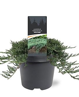 Juniperus h. 'Wiltonii' Pot 3 Liter 