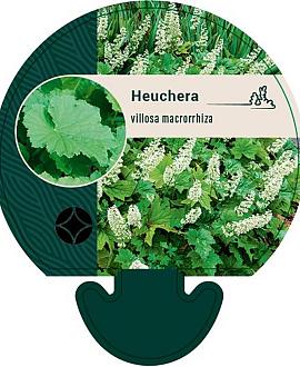 Heuchera villosa macrorrhiza Pot 9 cm