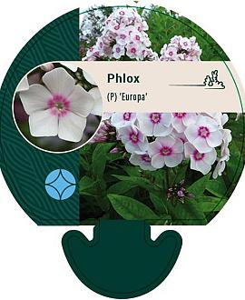 Phlox (P) 'Europa' Pot 9 cm