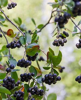 Aronia melanocarpa 'Hugin' Pot 1,5 liter