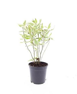 Cornus alba 'Elegantissima' Pot 1,5 liter