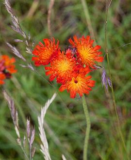 Hieracium aurantiacum Pot 9 cm