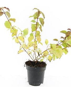 Cornus sang. 'Anny's Winter Orange' Pot 2 Liter