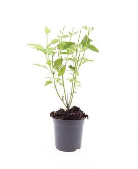 Cornus sericea 'Flaviramea' Pot 1,5 liter