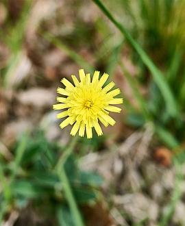 Hieracium pilosella Pot 9 cm