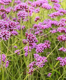 Verbena bonariensis Pot 1,5 liter