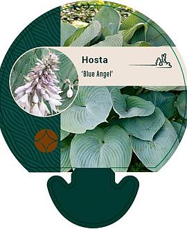 Hosta 'Blue Angel' Pot 9 cm