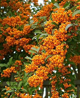 Pyracantha 'Orange Glow' Pot 2 Liter80 - 100 cm