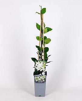 Trachelospermum jasminoides Pot 2 Liter