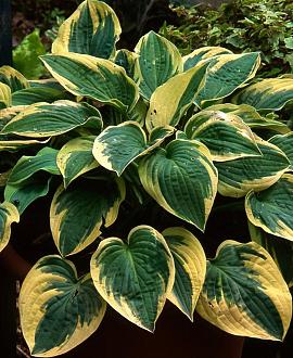 Hosta 'Brim Cup' Pot 9 cm