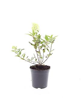 Hydrangea pan. Magical Matterhorn Pot 1,5 liter