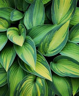 Hosta 'Fortunei Albopicta' Pot 9 cm