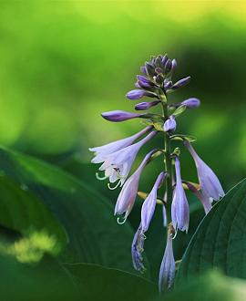 Hosta 'Fortunei Hyacinthina' Pot 9 cm