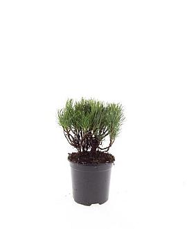 Pinus mugo mugo Pot 1,5 liter