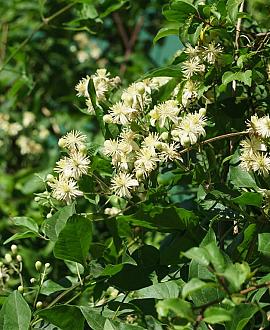Clematis vitalba Pot 9 cm