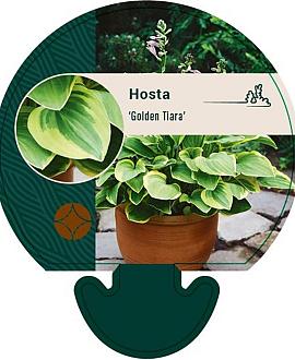 Hosta 'Golden Tiara' Pot 9 cm