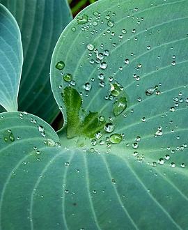 Hosta 'Krossa Regal' Pot 9 cm