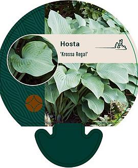 Hosta 'Krossa Regal' Pot 9 cm