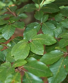 Fagus sylvatica Pot 2 Liter80 - 100 cm