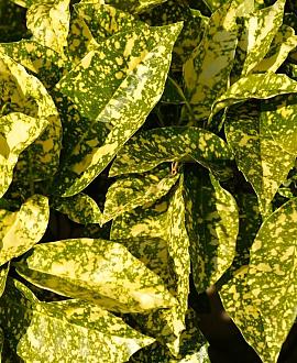 Aucuba jap. 'Variegata' Pot 7,5 Liter 40 - 50 cm