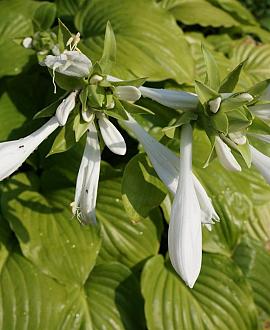 Hosta 'Royal Standard' Pot 9 cm