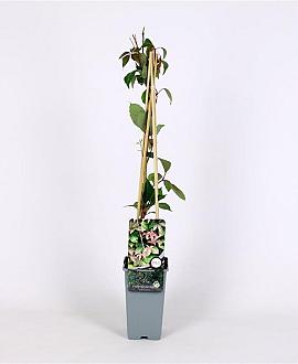 Parthenocissus henryana Pot 2 Liter