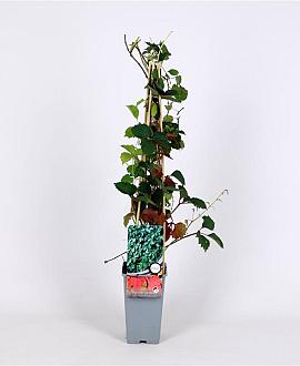 Parthenocissus tr. 'Veitch.Robusta' Pot 2 Liter
