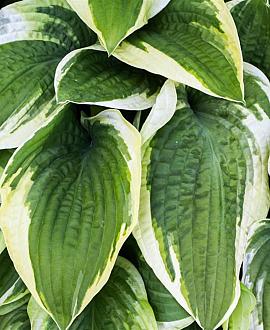 Hosta 'So Sweet' Pot 9 cm