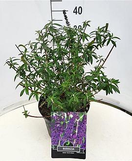 Buddleja d. 'Black Knight' Pot 10 liter