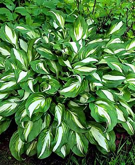 Hosta 'Undulata Mediovariegata' Pot 9 cm