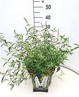 Buddleja d. 'White Profusion' Pot 10 liter