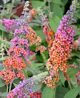 Buddleja davidii 'Flower Power' Pot 3 Liter 