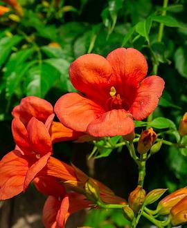 Campsis grandiflora Pot 5 Liter 150 - 175 cm