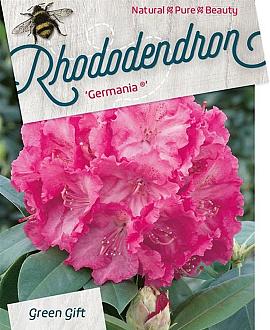 Rhododendron 'Germania' Pot 10 liter