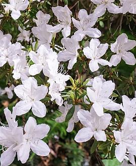 Rhododendron (AZ) 'Luzi' Pot 10 liter