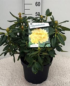 Rhododendron 'Nancy Evans' Pot 10 liter