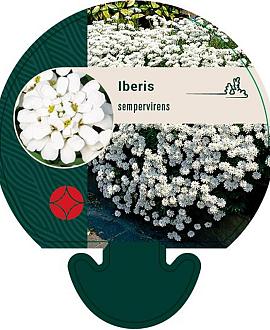 Iberis sempervirens Pot 9 cm