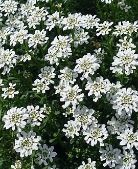 Iberis sempervirens Pot 9 cm