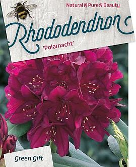 Rhododendron (P) 'Polarnacht' Pot 10 liter