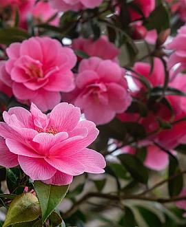 Camellia 'Spring Festival' Pot 3 Liter 30 - 40 cm