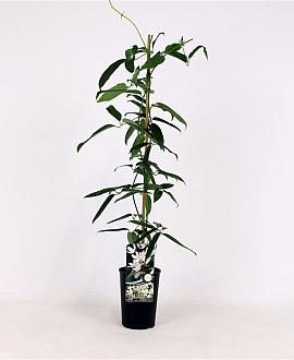 Clematis armandii Pot 2 Liter80 - 100 cm
