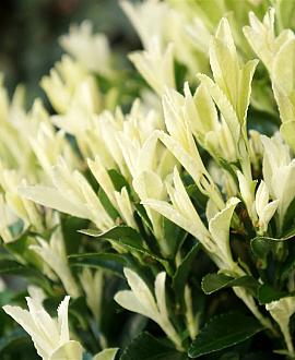 Euonymus jap. Paloma Blanca Pot 2 Liter
