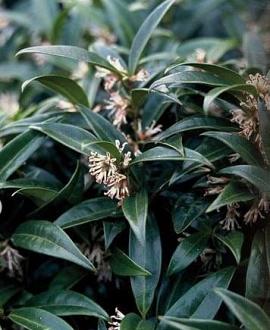 Sarcococca humilis Winter Gem Pot 2 Liter