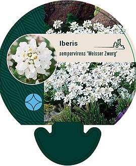 Iberis semp. 'Weisser Zwerg' Pot 9 cm