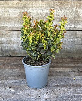 Leucothoe axillaris 'Curly Red' Pot 2,5 Liter