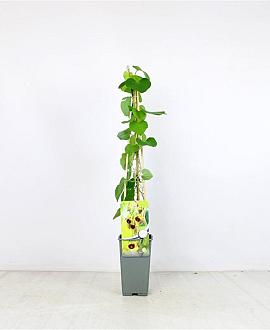 Aristolochia macrophylla Pot 2 Liter