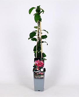 Chaenomeles sup. 'Pink Lady' Pot 2 Liter