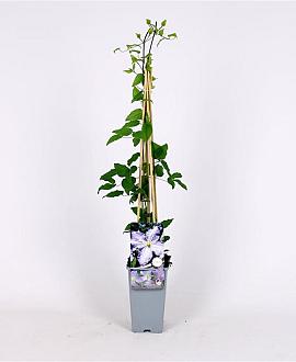 Clematis 'Blekitny Aniol' Pot 2 Liter