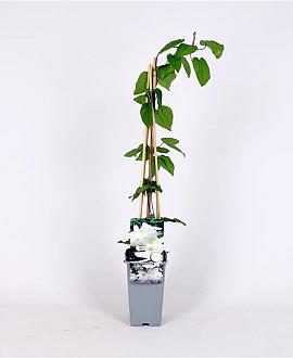 Clematis 'Mevrouw Le Coultre' Pot 2 Liter